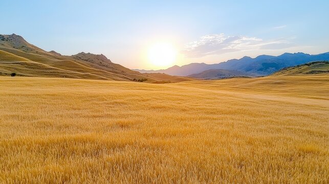 Golden Meadow Sunset: A stunning aerial panorama captures the beauty of a vast, golden meadow bathed in the warm glow of a setting sun, with majestic mountain peaks rising in the distance.