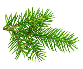 Close-up of a fir tree branch with bright green needles, isolated on a white background without...