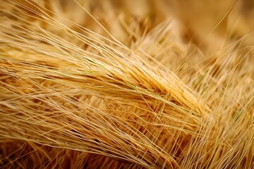 Macro of wheat grain texture earthy yellow tones 
