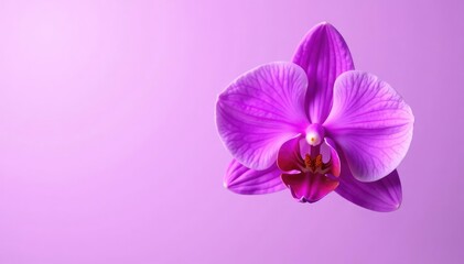 Obraz premium Exquisite purple orchid isolated on a plain background, highlighting its uniqueness, flowers, orchids, rare blooms