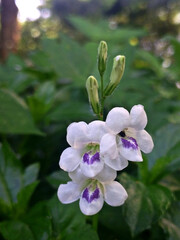 Close Up of Asystasia Flower in Bloom