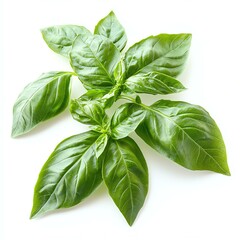 Fototapeta premium Fresh basil leaves on a white background.