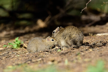 Desert Cavi, Lihue Calel National Park, La Pampa Province, Patagonia , Argentina