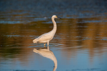 Obraz premium Snowy Egret, Egretta thula , perched, La Pampa Province, Patagonia, Argentina.