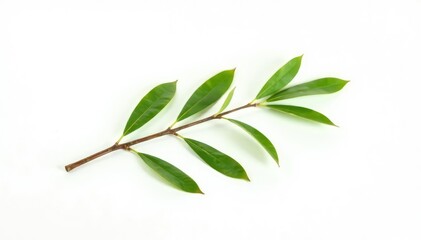 Obraz premium Single isolated willow branch on white background, minimalist, simplicity