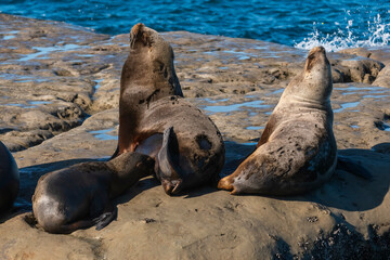 Naklejka premium South American Sea Lion , .Peninsula Valdes ,Chubut,Patagonia, Argentina