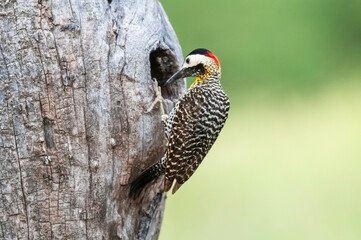 Green barred Woodpecker in forest environment,  La Pampa province, Patagonia, Argentina.