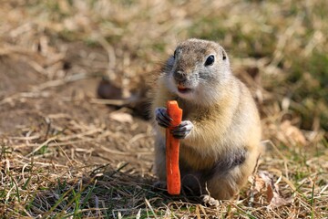 prairie dog eating grass