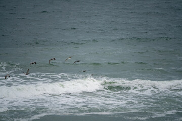 pelicans flying over the sea on the beach