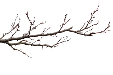 PNG Branch border nature plant tree.