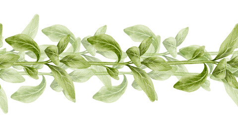 Young green sprouts watercolor illustration seamless border. For gardening and agriculture, eco-products and healthy eating, cooking, pharmaceuticals and natural cosmetics.