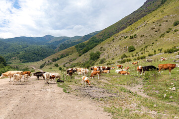 Fototapeta premium Cow on lawn. Cow grazing on green meadow. Eco farming. Cows in a mountain field. Cows on a summer pasture. Idyllic landscape with herd of cow grazing on green field with fresh grass.