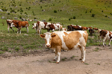 Cow on lawn. Cow grazing on green meadow. Eco farming. Cows in a mountain field. Cows on a summer pasture. Idyllic landscape with herd of cow grazing on green field with fresh grass.