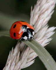 Ladybird on a leaf. Taken with a Canon R5 camera