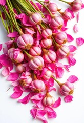 Fototapeta premium Scattered pink flower bulbs, vibrant petals, white background , springtime, color, bulbs