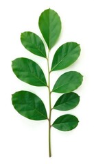 Obraz premium A single large eucalyptus leaf isolated on white background, leaves, plant, fresh