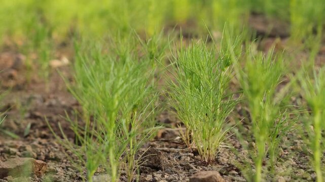 on natural background. cumin, jeera plant Most popular cumin seeds plant in indian farm or garden,or Carum or Caraway and carvi plant with sunrise golden light, zeera plants and unripe cumin