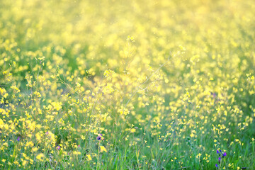Springtime in meadow - little yellow flower. Close-up of wildflowers on the meadow. Floral background
