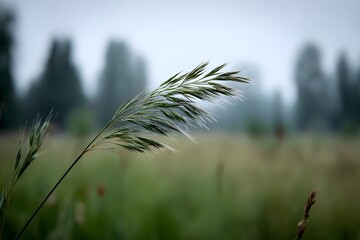 Single blade of grass bending in the wind blurred