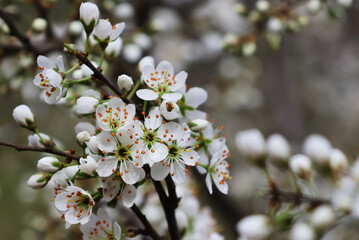 Branches of blossoming tree with white flowers on street in spring, close-up