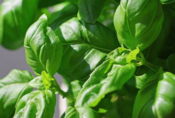 Fresh green basil leaves in sunlight close up