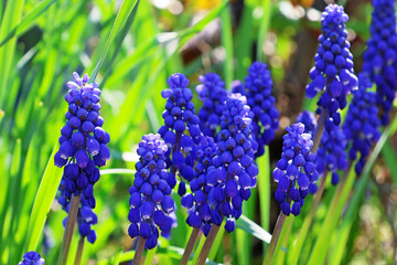 Blue muscari flowers on a blurred background in green grass