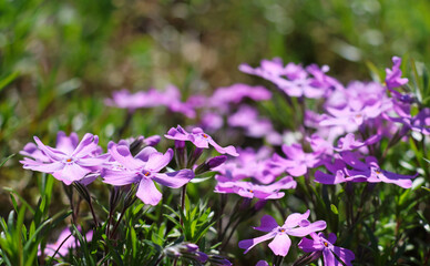 Lilac small flowers in the park in green grass, close-up, blurred focus