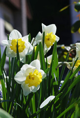 Large white daffodils blooming on a flowerbed in green grass, close-up