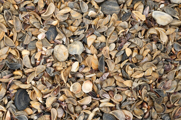 Seashells on beach, for backgrounds or textures