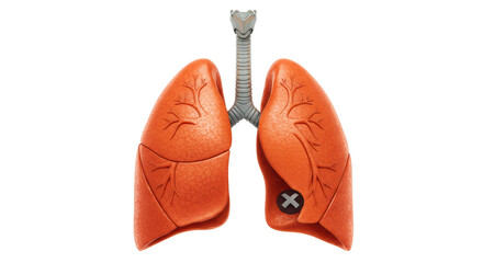 Isolated Lungs with Infected Area