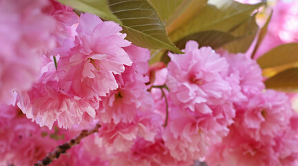 Pink sakura flowers against blue sky, blurred background