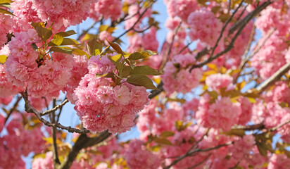 Pink sakura flowers against blue sky, blurred background