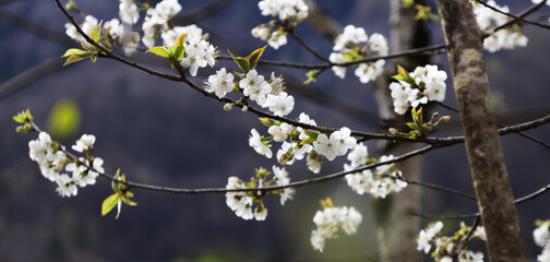 Branches of a flowering tree in white in a spring park with the sky in the background.
