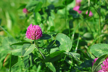 Pink clover flower in green field, blurred background
