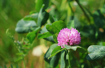 Pink clover flower in green field, blurred background