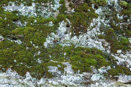 Moss and lichen of rock face