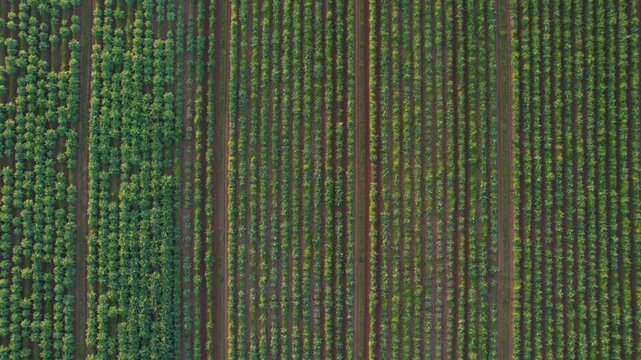 Aerial video documentation of an artichoke field in Tuscany