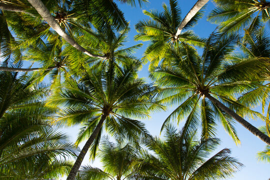 Looking up at palm trees in queensland
