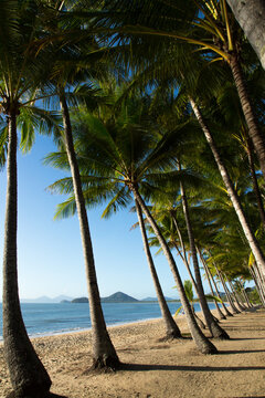 palm trees waterfront at Palm Cove
