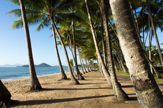palm trees waterfront at Palm Cove