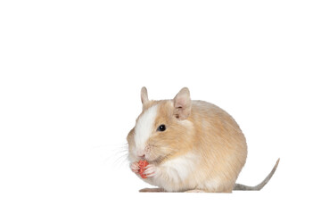 Close up from adult sand piebald degu, standing side ways with food in paws. Looking towards camera. Isolated cutout on a transparent background.