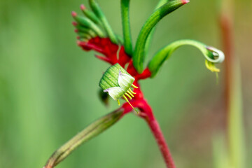 red and green kangaroo paw