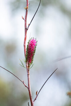 Fototapeta pink and green wildflower
