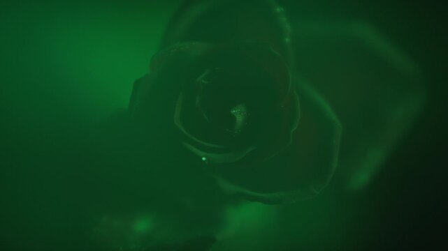 flower, red, rose, petal, petal, green smoke, flickering, fi, fo, soft focus, c-up, hs