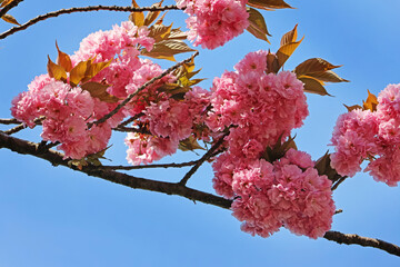 Pink sakura flowers against blue sky, blurred background