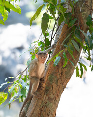 Barbary macaque ape, rhesus monkey climbing a tree, wildlife of Goa India, jungle and rainforest animal 