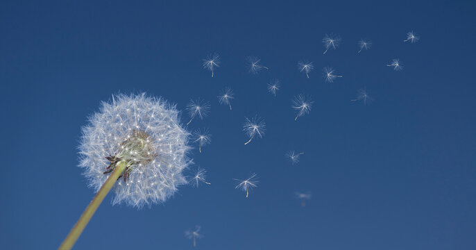 Dandelion close-up. Flying parachutes from dandelion on clear blue sky background