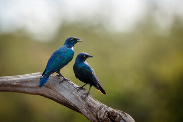 Cape Glossy Starling  couple standing on a log isolated in natural background in Greater Kruger National park, South Africa ; Specie Lamprotornis nitens family of Sturnidae