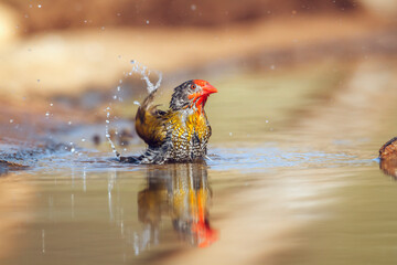 Green winged Pytilia male bathing and splashing in waterhole in Greater Kruger National park, South...