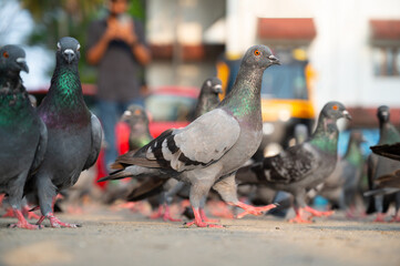 Rock Pigeon walking in city, wildlife bird in urban environment, rock dove or Columba livia,...